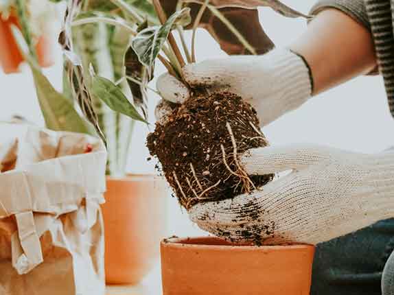 告别繁杂，拥抱简单：格谷®全新家庭园艺营养土，重新定义家庭种植