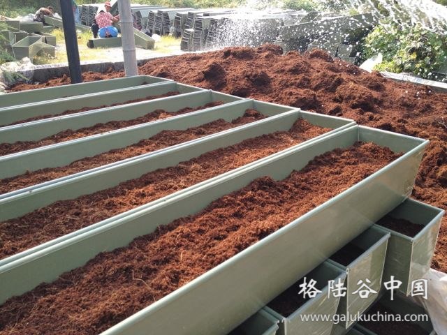 2012-09-19 山东蔬菜合作社使用格陆谷椰糠种植草莓