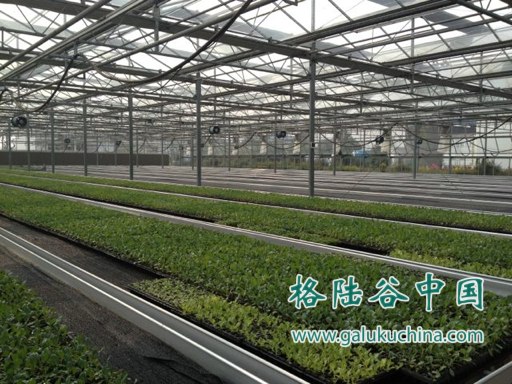 2012-10-28 格陆谷椰糠将用于太仓现代设施农业园区
