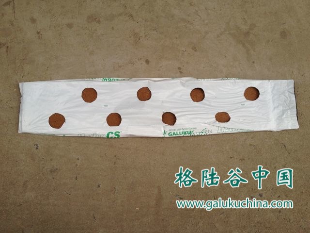 2012-11-16 格陆谷椰糠栽培袋图文测评（C2008款）