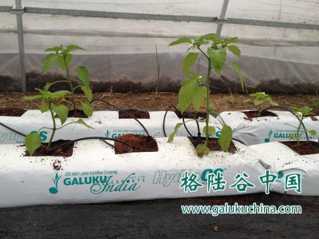 2012-11-04 格陆谷栽培袋应用于安徽温室