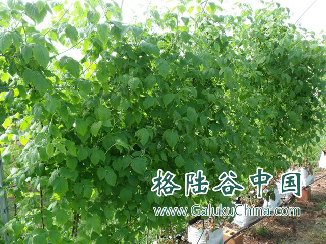 屋顶绿化：格陆谷椰糠栽培袋大显身手