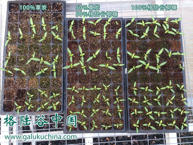 2012-12-07 格陆谷椰糠育苗基质试验报告
