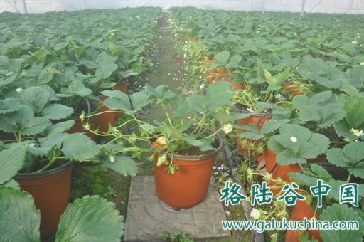 2012-01-30 椰糠无土栽培草莓喜获丰收