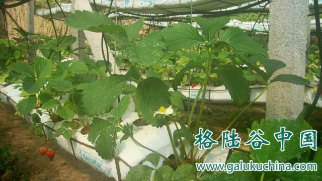 2013-04-03 河北草莓立体种植