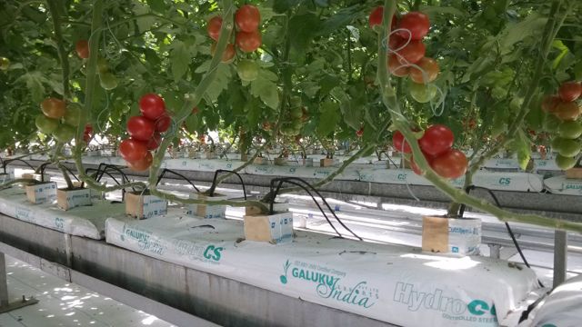 2013-05-23 山东寿光蔬菜产业集团的番茄无土栽培