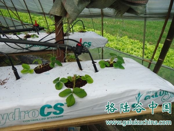 2013-05-13 安徽"A型铁架"草莓立体栽培