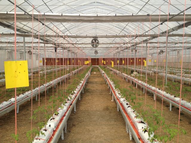 2013-11-01 格陆谷新栽培袋应用于无锡番茄种植