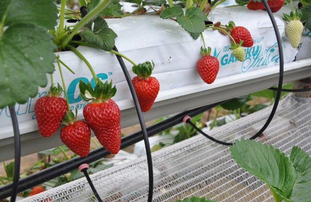 2013-11-25 无土栽培草莓的产量