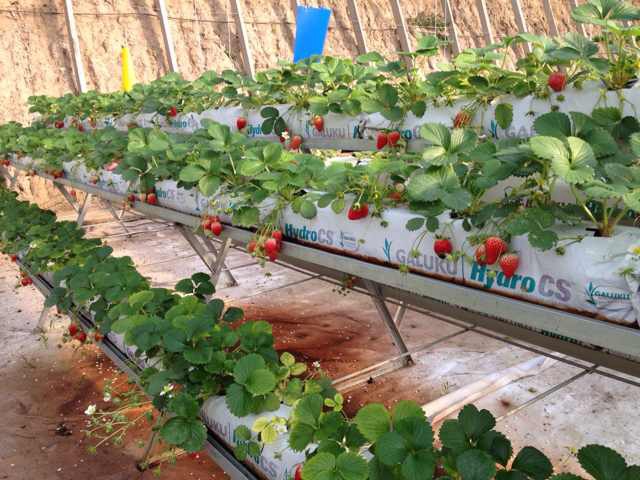 2014-01-27 想种草莓的小伙伴们，要开始准备了