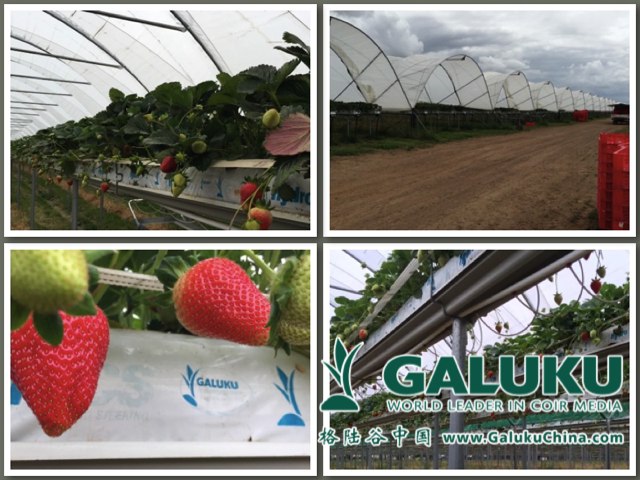 2015-03-04 格陆谷草莓种植项目 – Burlington