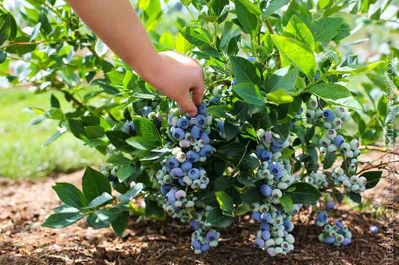 种植蓝莓苗品种怎么选，需要什么土？