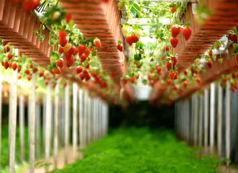 新手阳台种草莓怎么才能结更多的果子？
