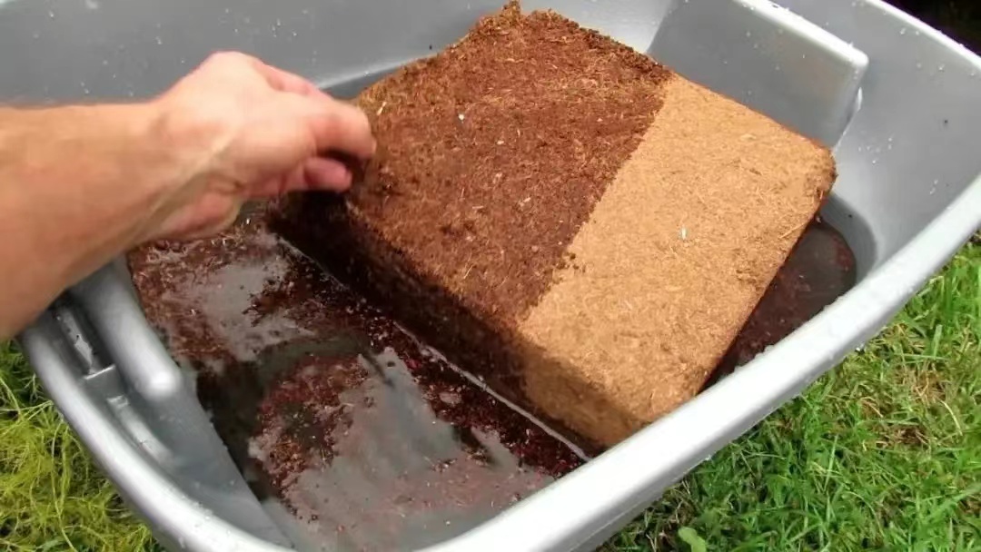 阳台种植-椰糠的扦插使用方法